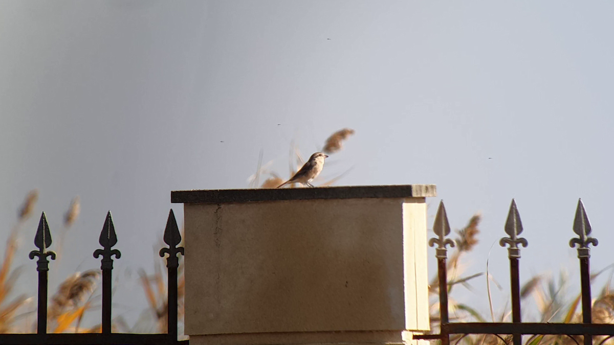 Isabelline Shrike - ML505101051