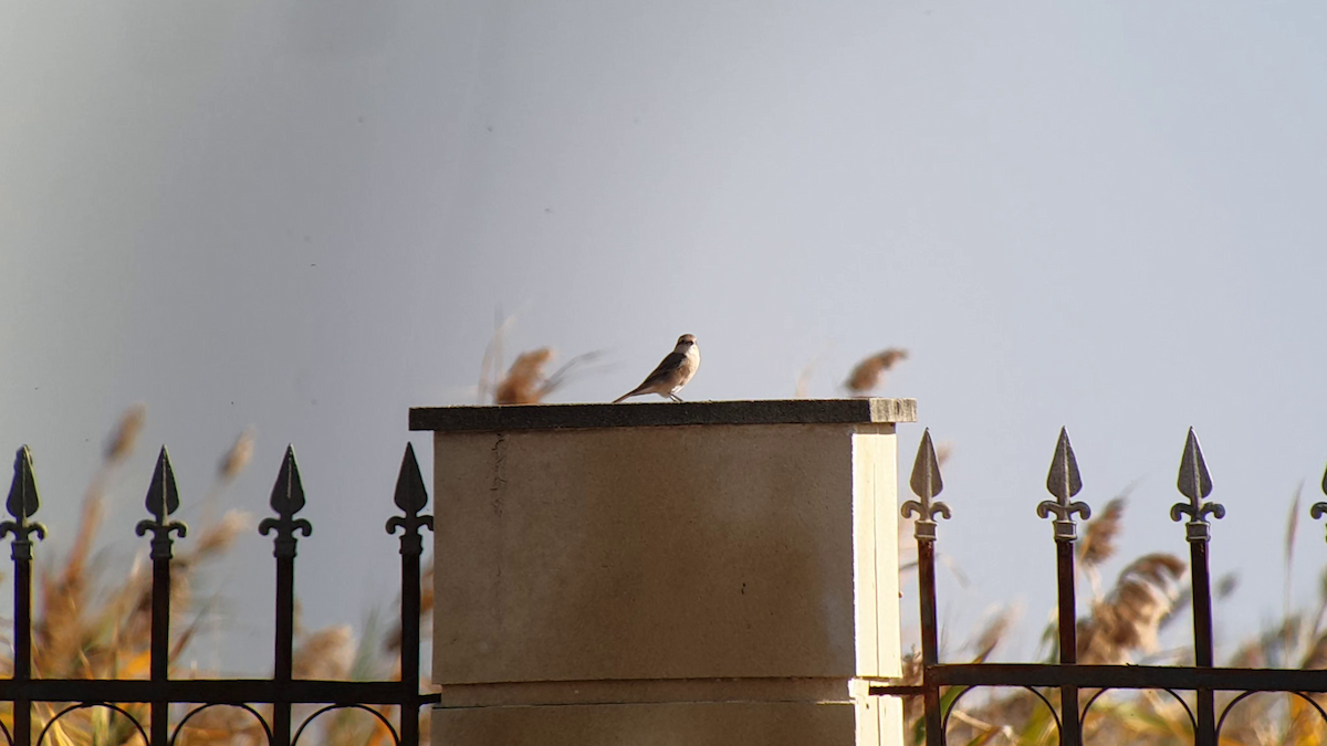 Isabelline Shrike - ML505101061