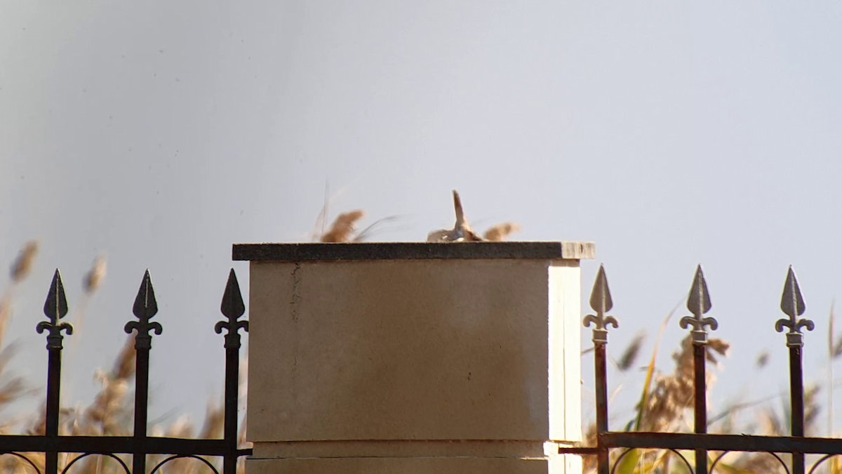 Isabelline Shrike - ML505101081