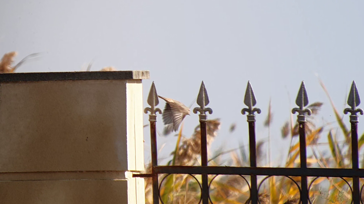 Isabelline Shrike - ML505101091