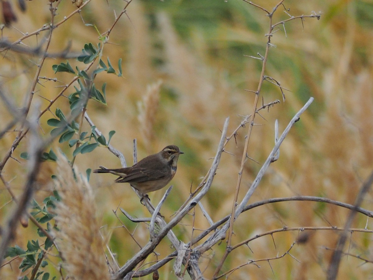 Bluethroat - ML505103271