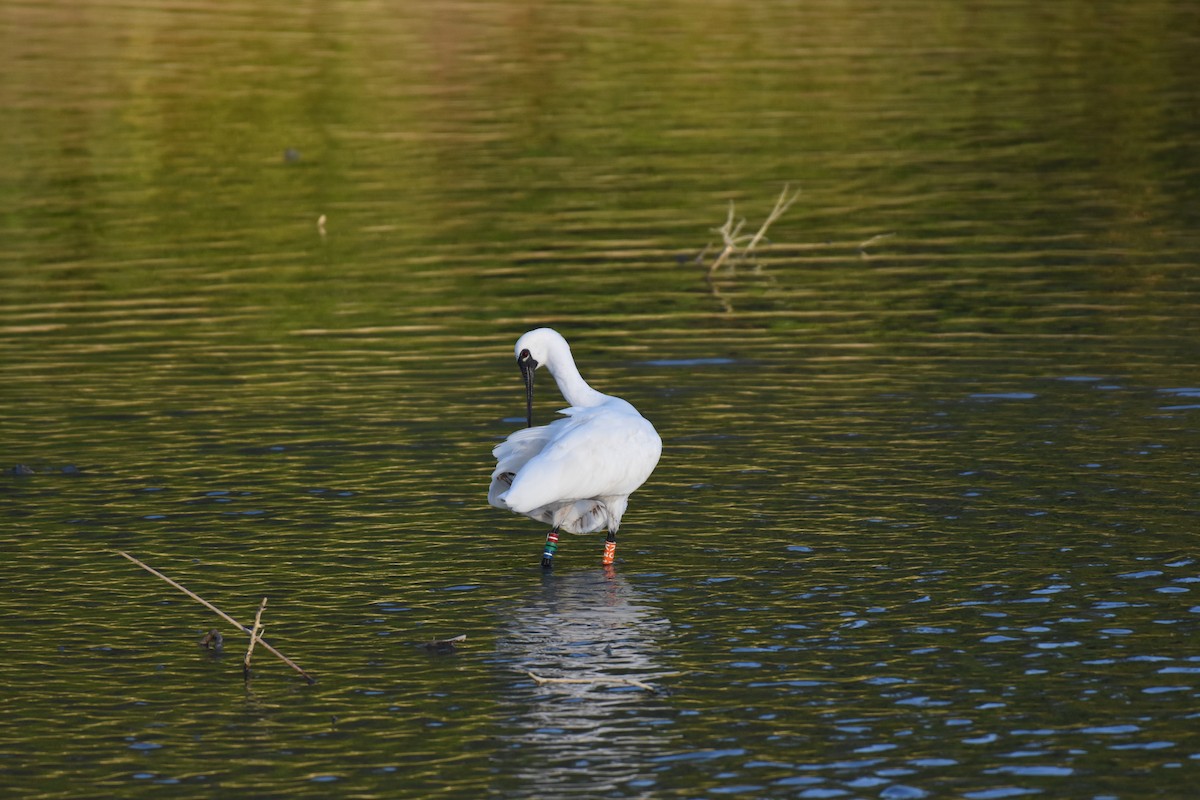 Black-faced Spoonbill - ML505103911