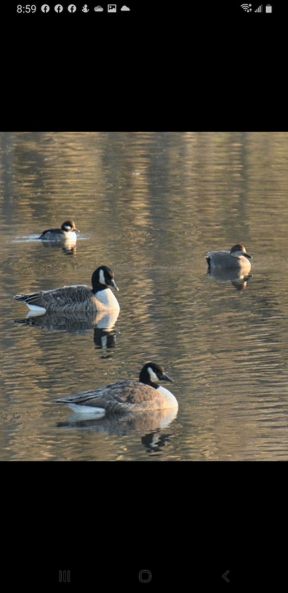 Bufflehead - ML505106811