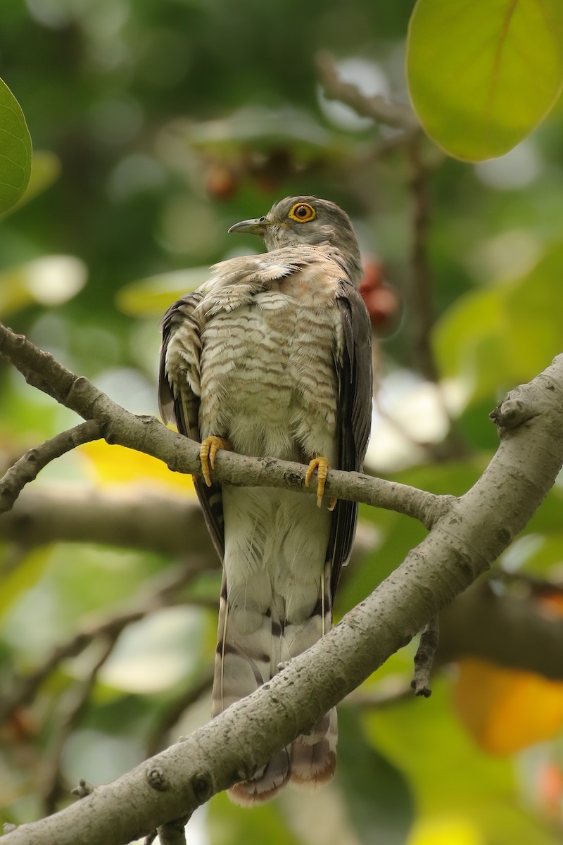 Common Hawk-Cuckoo - Frank Thierfelder