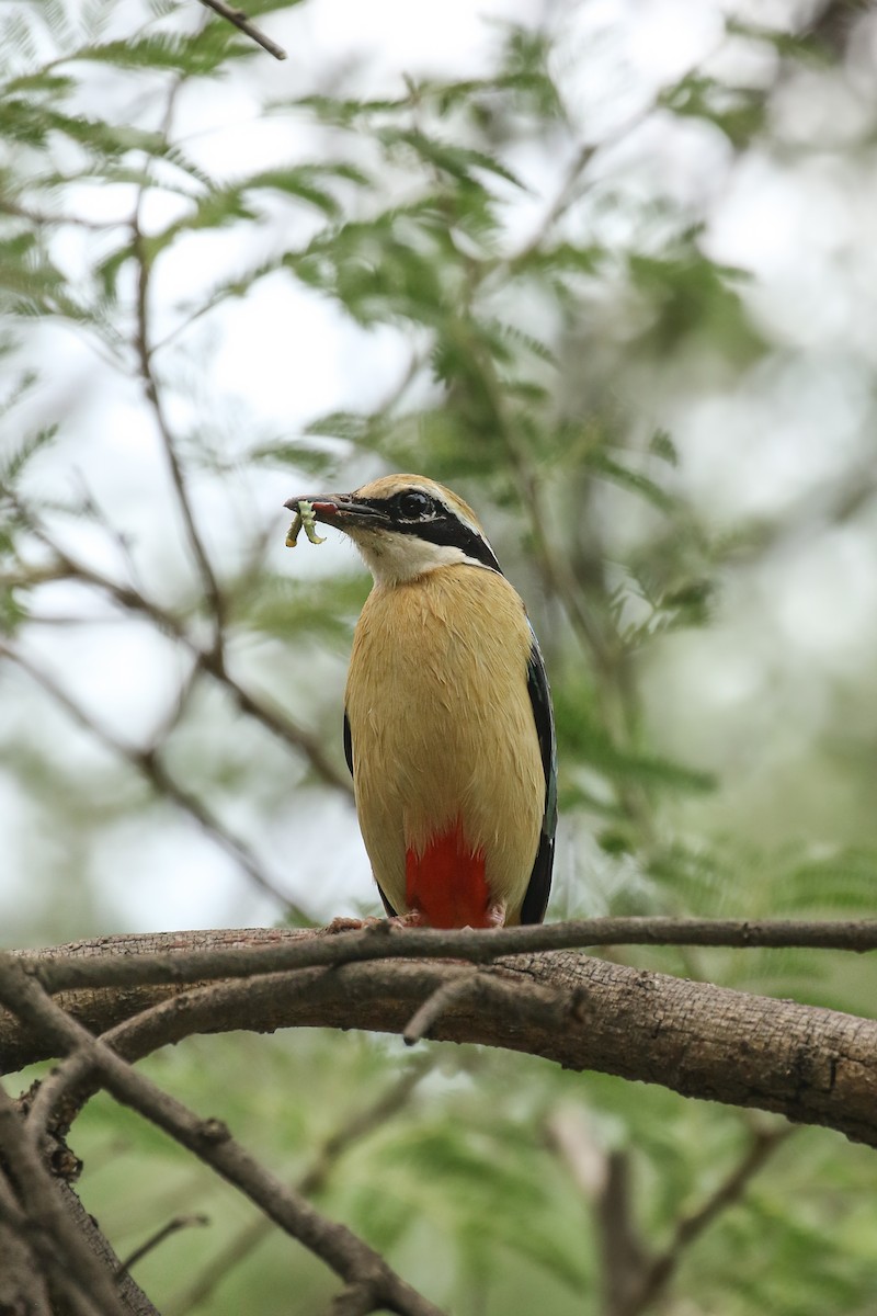 Indian Pitta - Frank Thierfelder