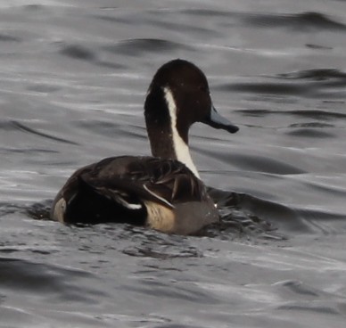 Northern Pintail - ML505107791