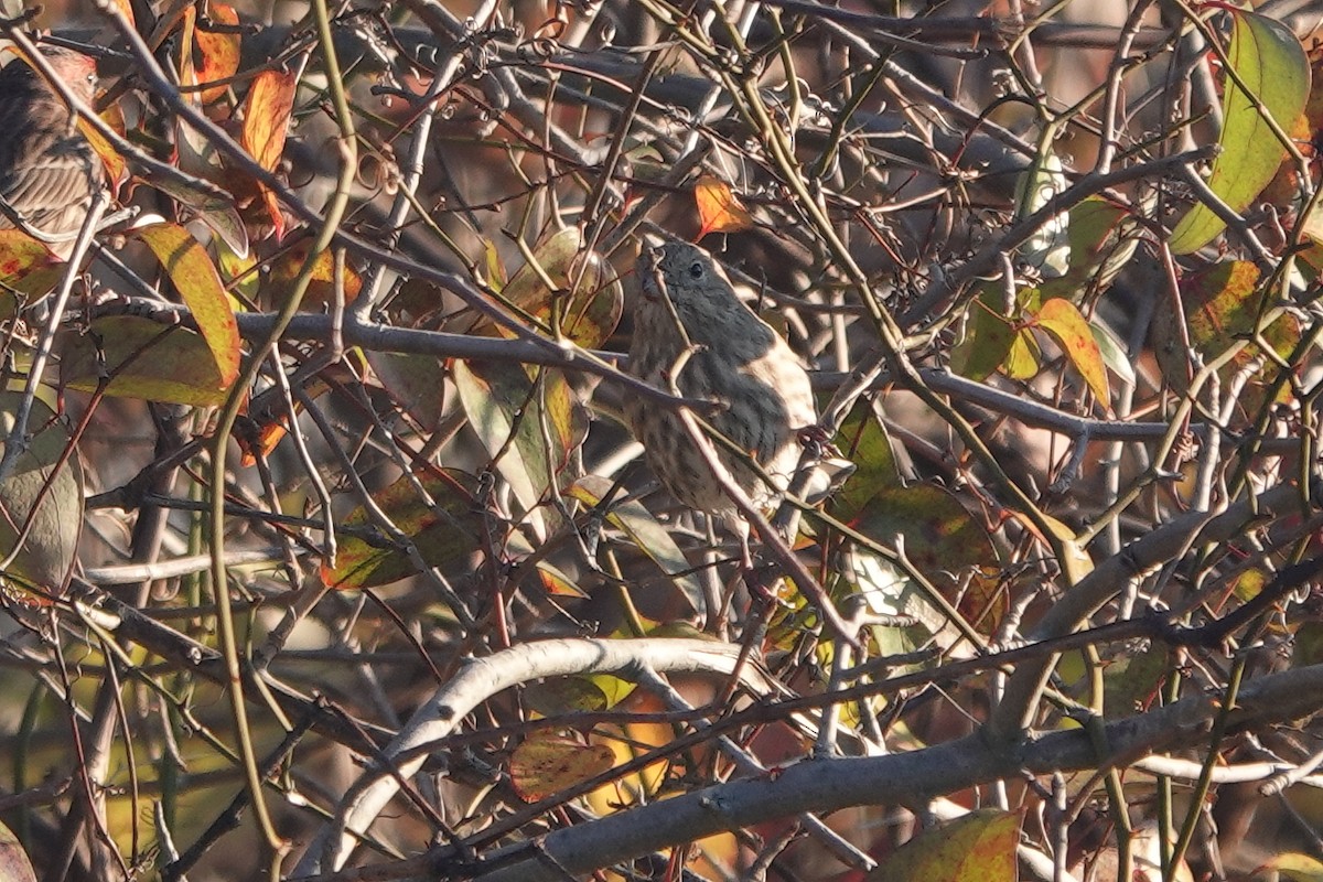 House Finch - ML505107931