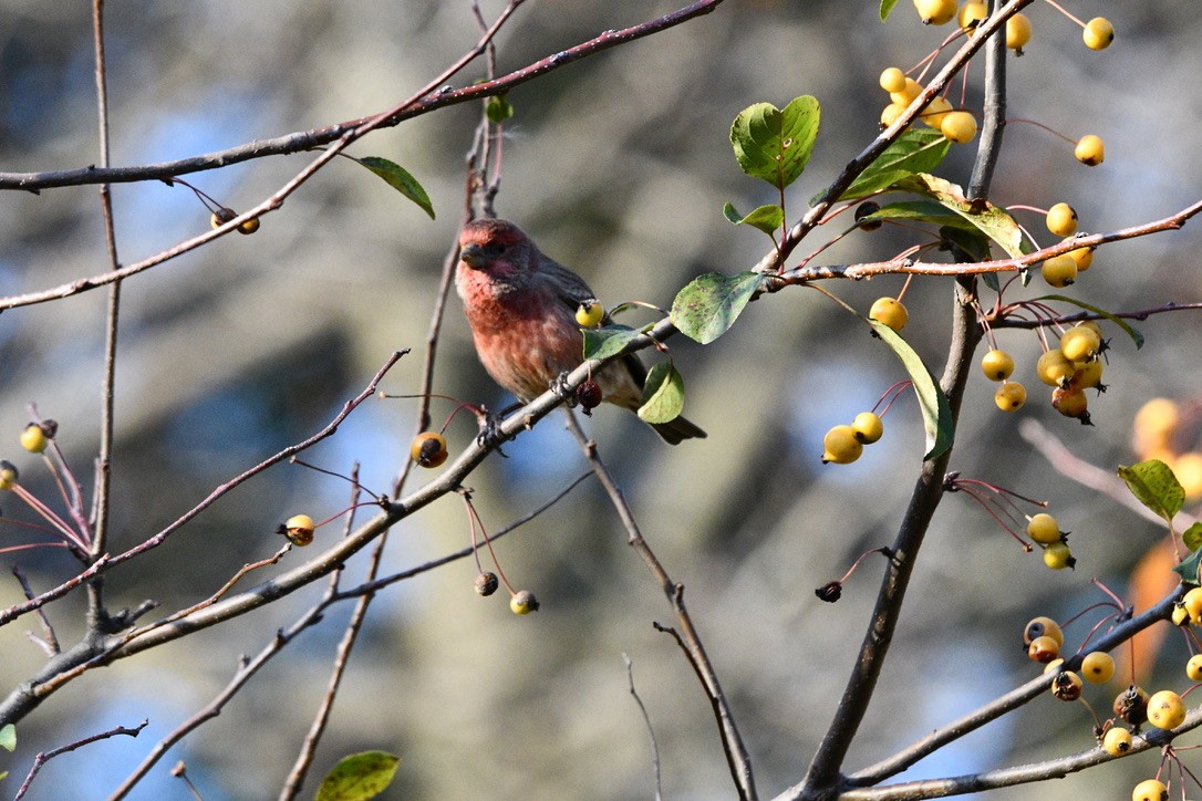 House Finch - ML505109021