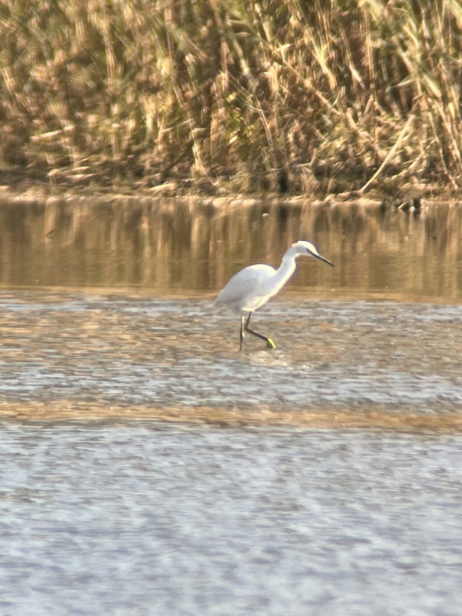 Snowy Egret - Jack & Jean Filigenzi