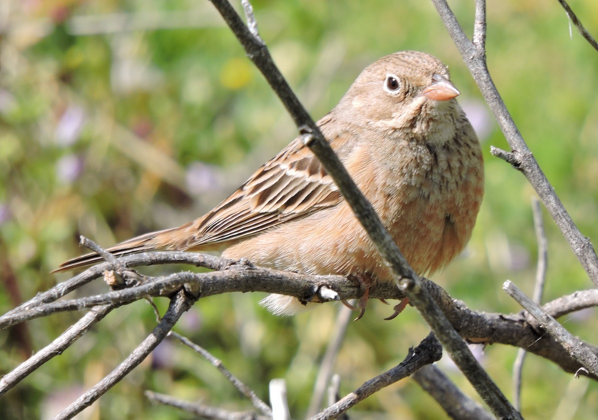 Cretzschmar's Bunting - ML505110321