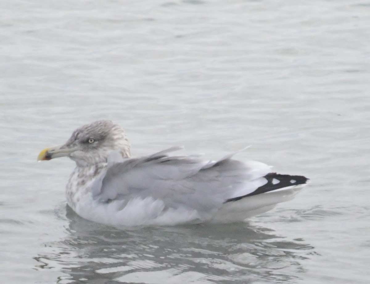 Ring-billed Gull - ML505110341