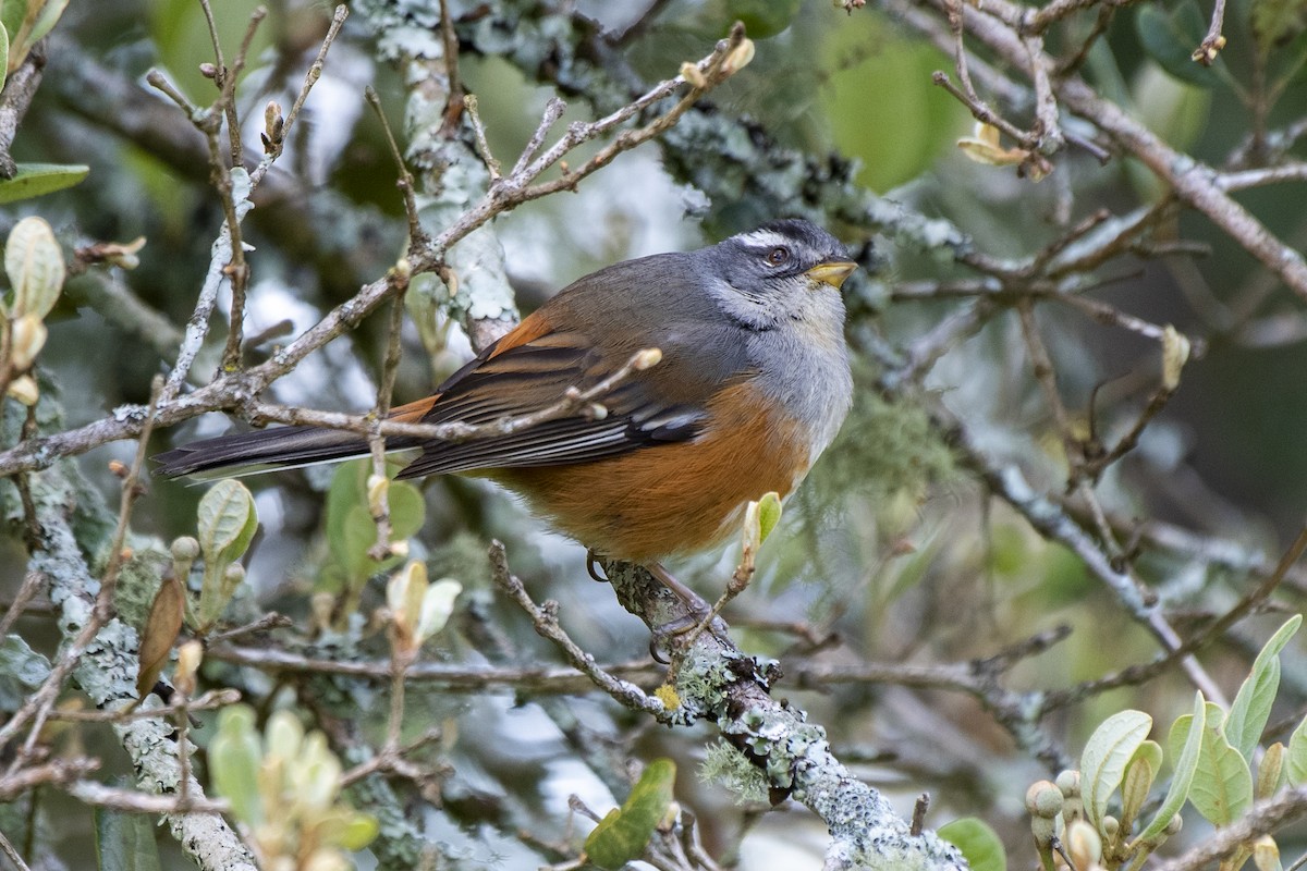 Gray-throated Warbling Finch - ML505111771