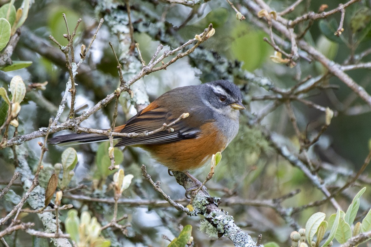 Gray-throated Warbling Finch - ML505111781