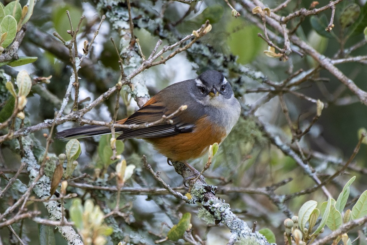 Gray-throated Warbling Finch - ML505111791