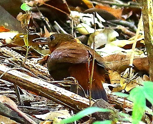 South American Leaftosser (Guianan) - Mats Hildeman