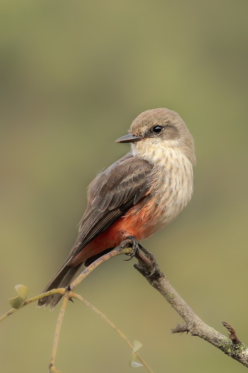 Vermilion Flycatcher - ML505116681