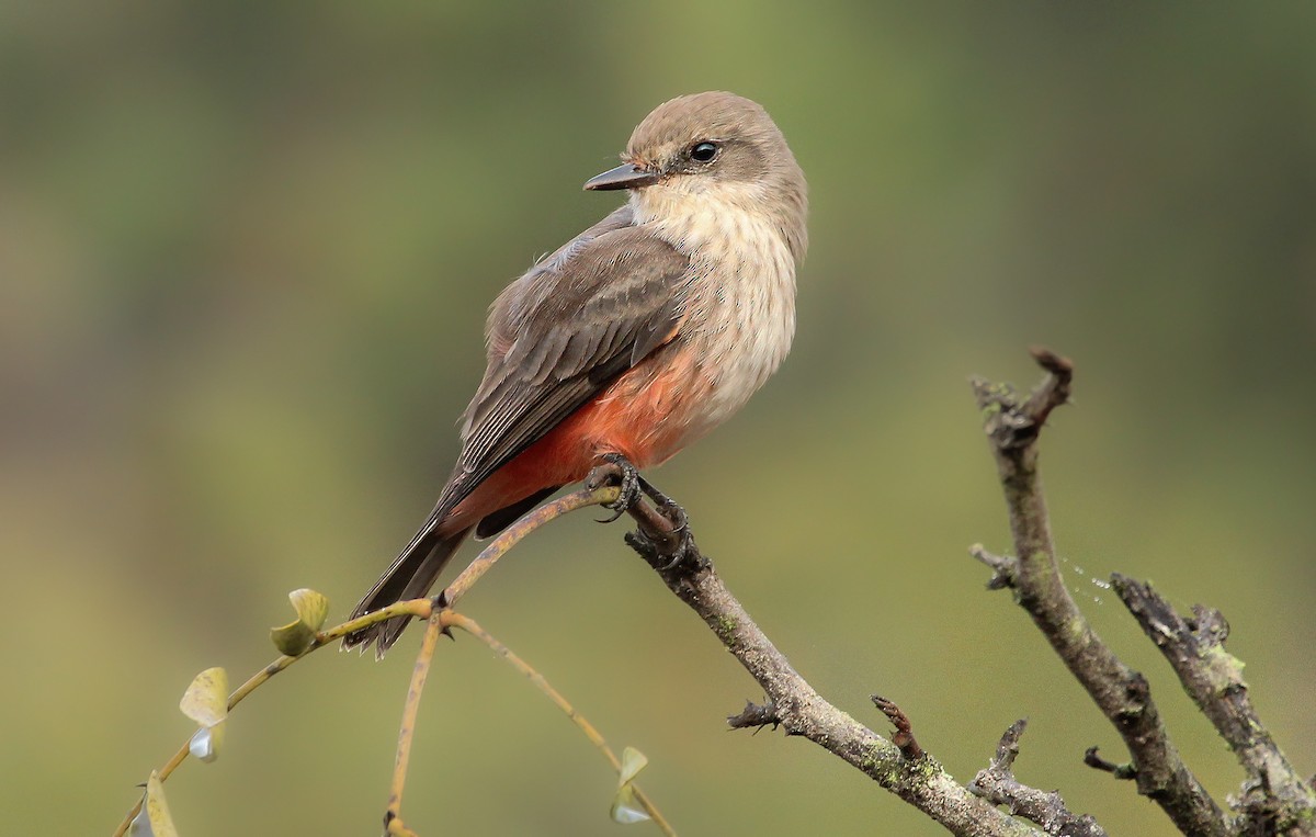 Vermilion Flycatcher - ML505116721