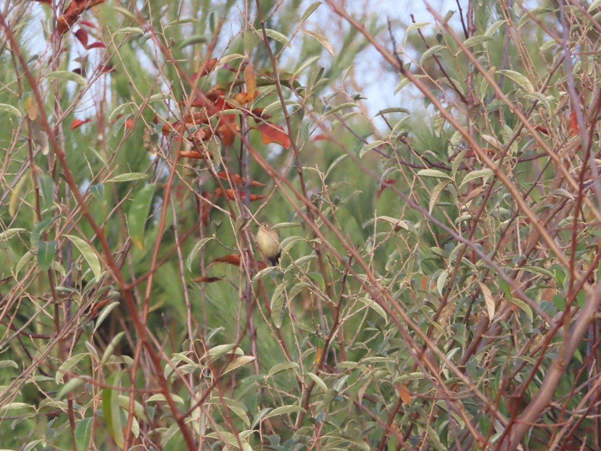 Roitelet à couronne rubis - ML505118871