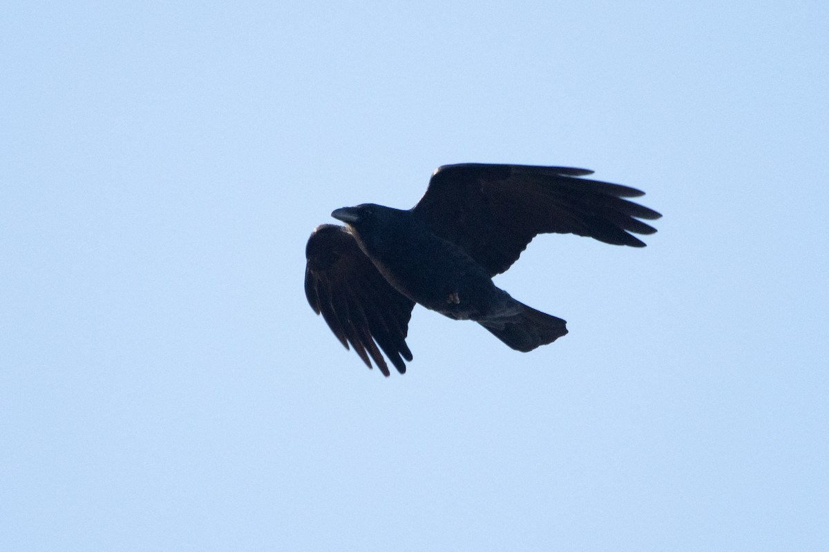 Common Raven - Letty Roedolf Groenenboom