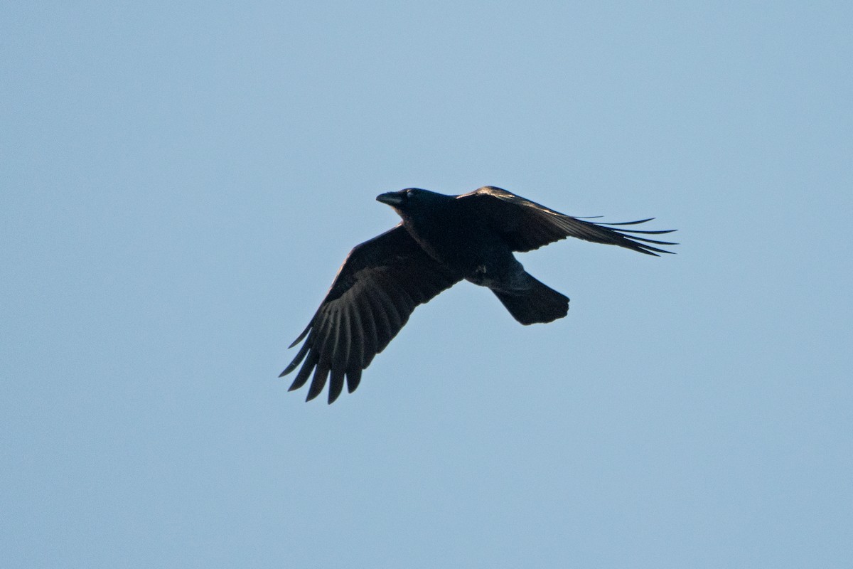 Common Raven - Letty Roedolf Groenenboom