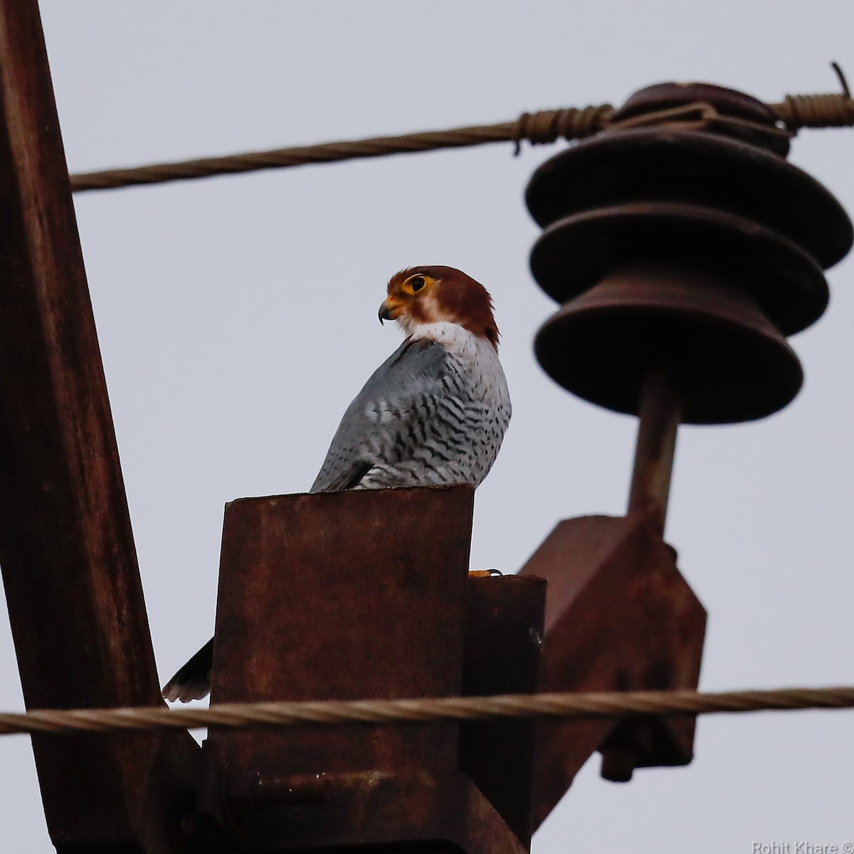 Red-necked Falcon - ML505123051