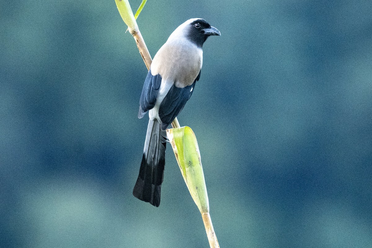 Gray Treepie - ML505123771