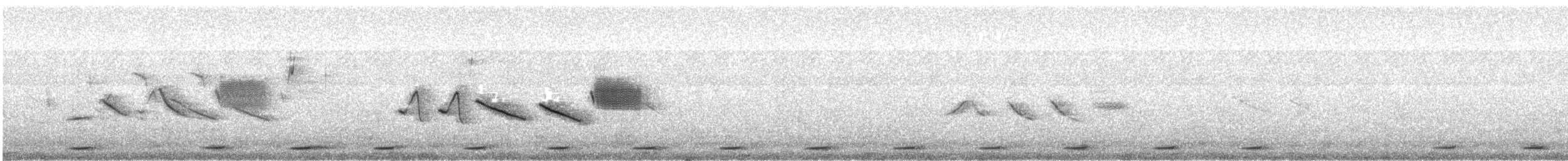 Серогрудый зобатый бегунок - ML505124521