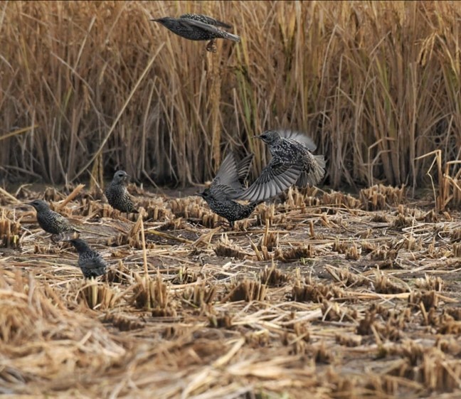 European Starling - Ellen Kalmthout