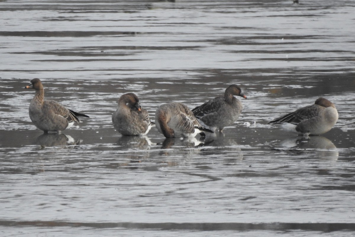 Tundra Bean-Goose - ML505125061