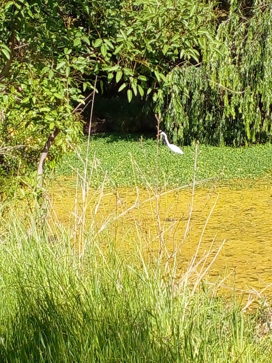 Great Egret - ML505126461