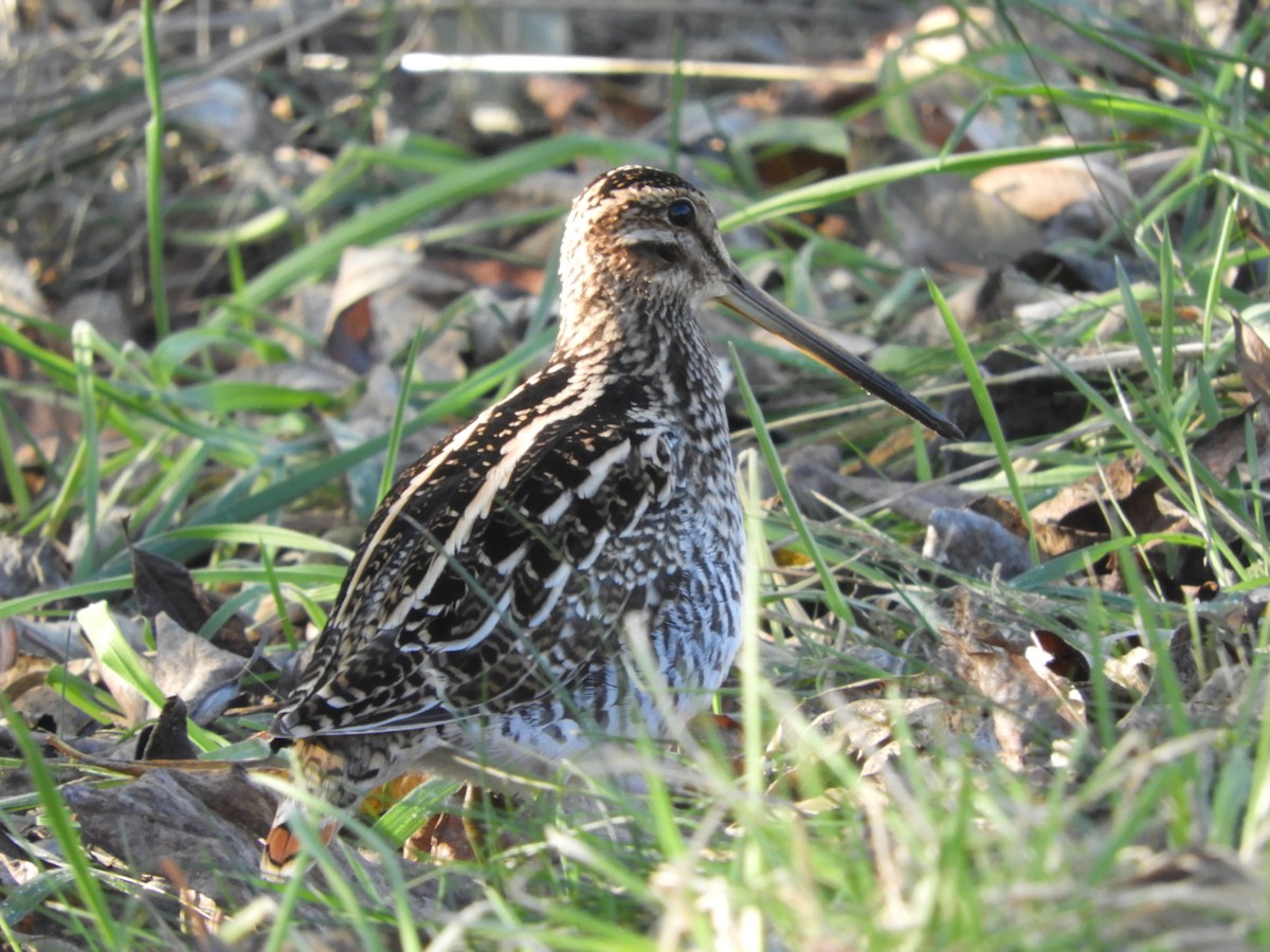 Wilson's Snipe - Cherie St.Ours