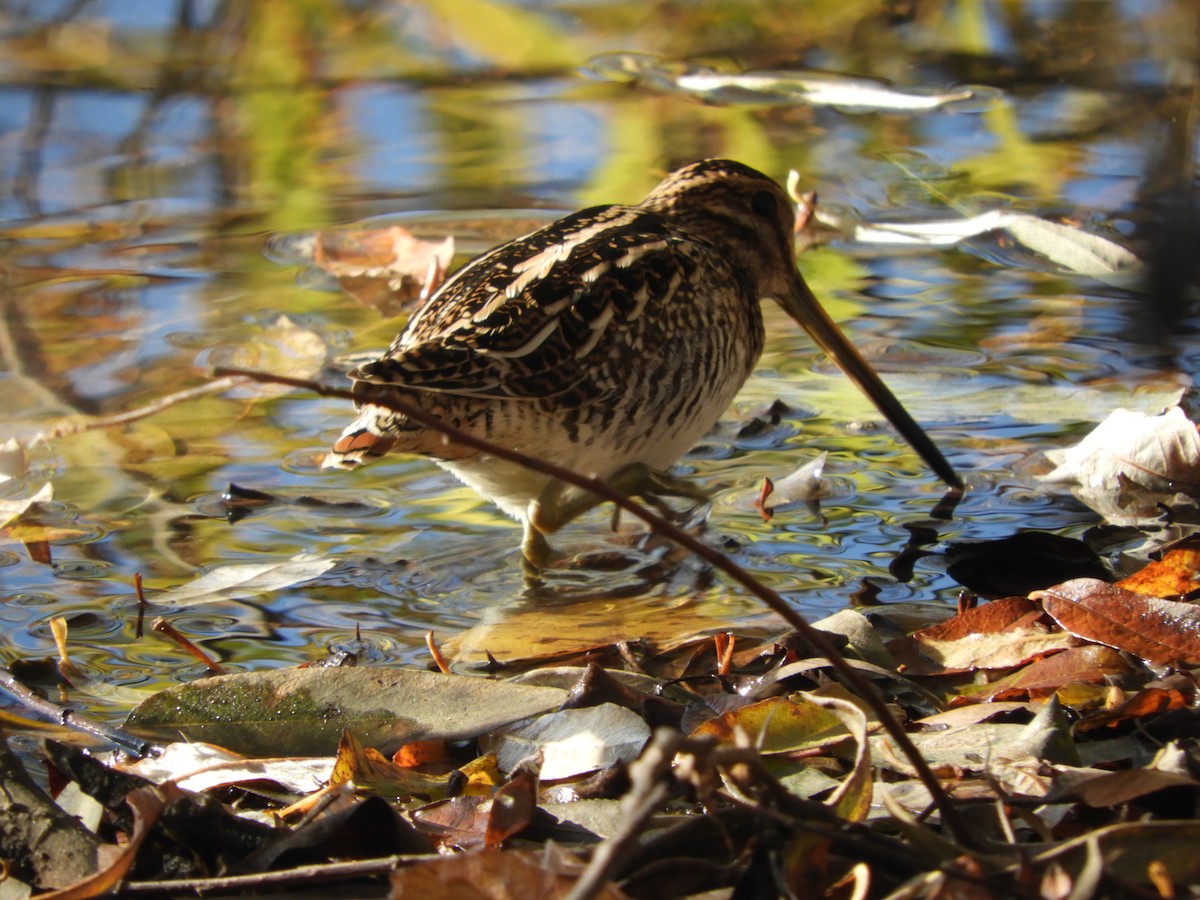 Wilson's Snipe - Cherie St.Ours