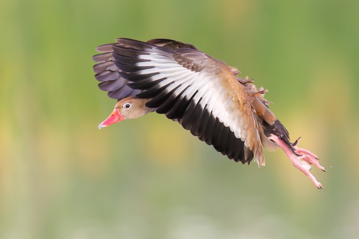 Black-bellied Whistling-Duck - ML505127391