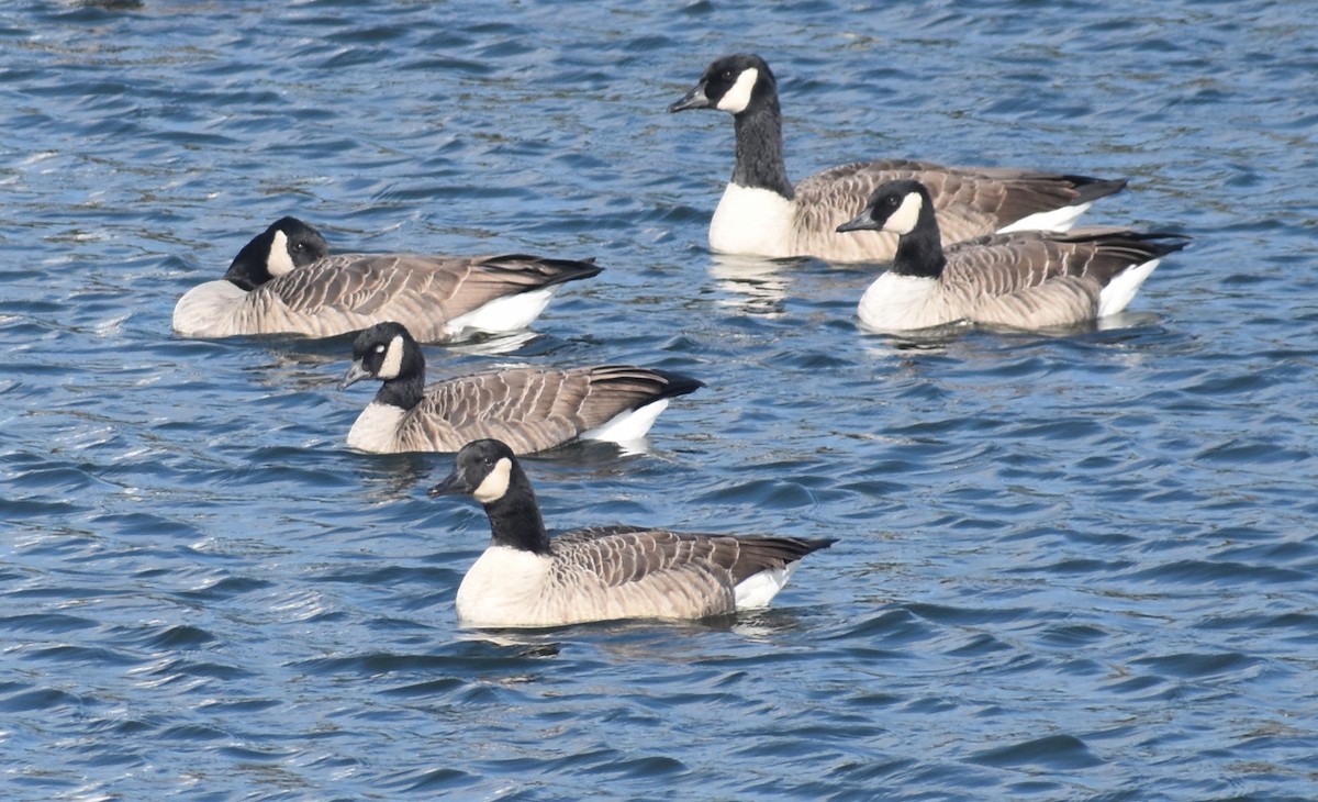 Cackling/Canada Goose - ML505127561