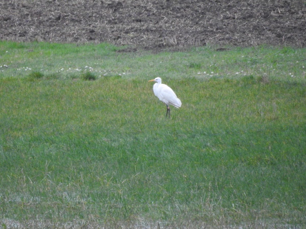 Great Egret - ML505129071