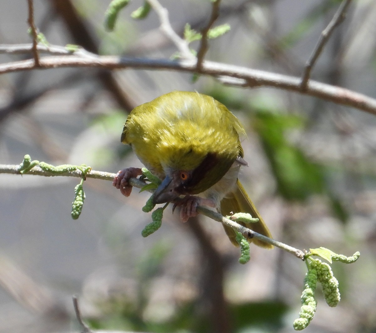 Kızıl Kaşlı Koca Vireo - ML505129111