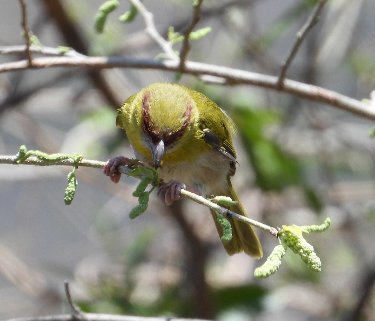 Rufous-browed Peppershrike - ML505129121