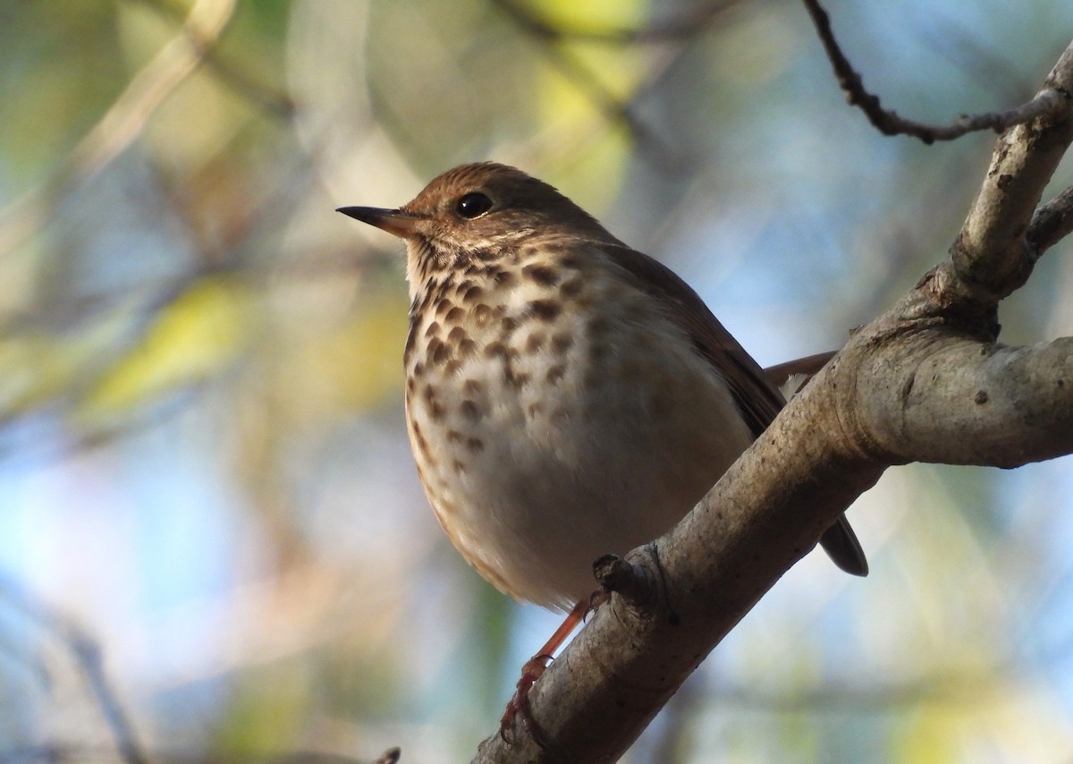 Hermit Thrush - ML505129321