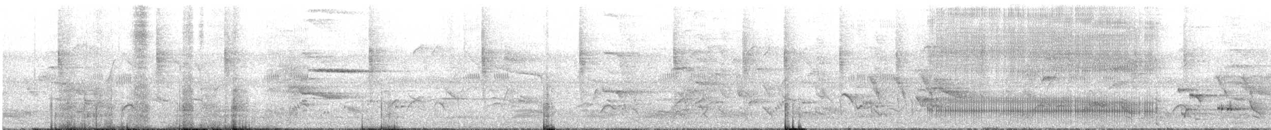 White-bellied Treepie - ML505129941