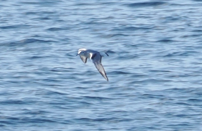 Bonaparte's Gull - ML505130131