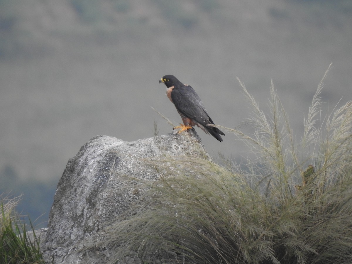 Peregrine Falcon (Shaheen) - ML505132641