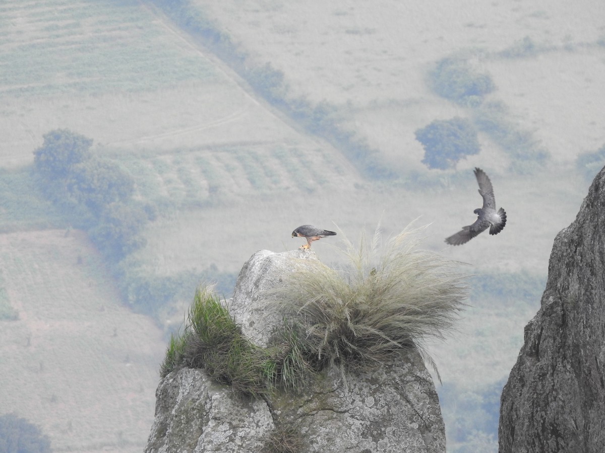 Peregrine Falcon (Shaheen) - ML505132661