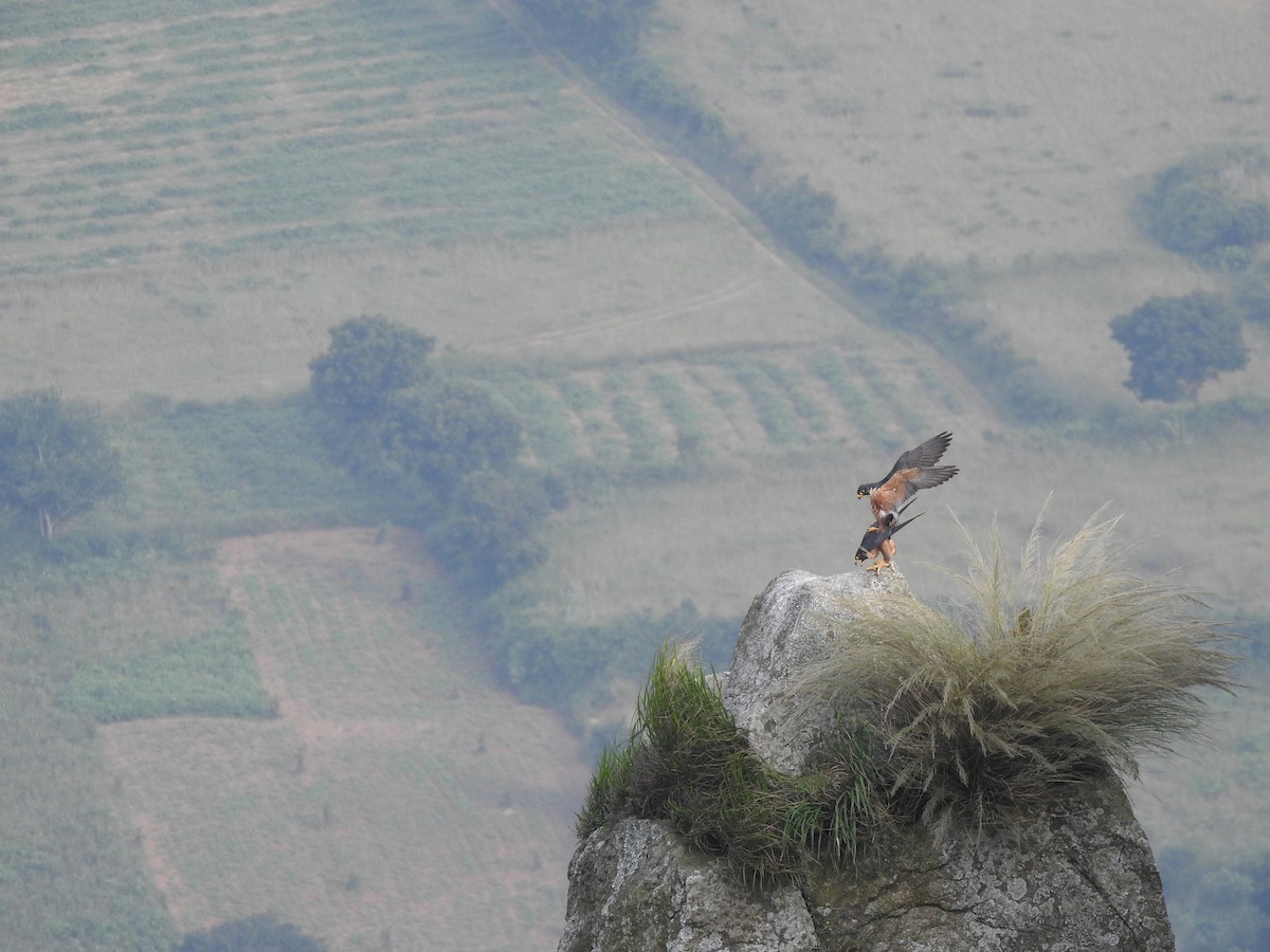 Peregrine Falcon (Shaheen) - ML505132691