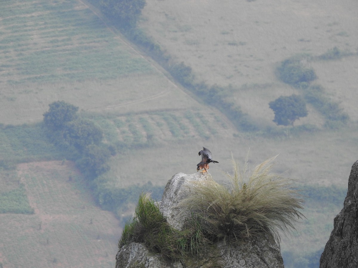 Peregrine Falcon (Shaheen) - ML505132711