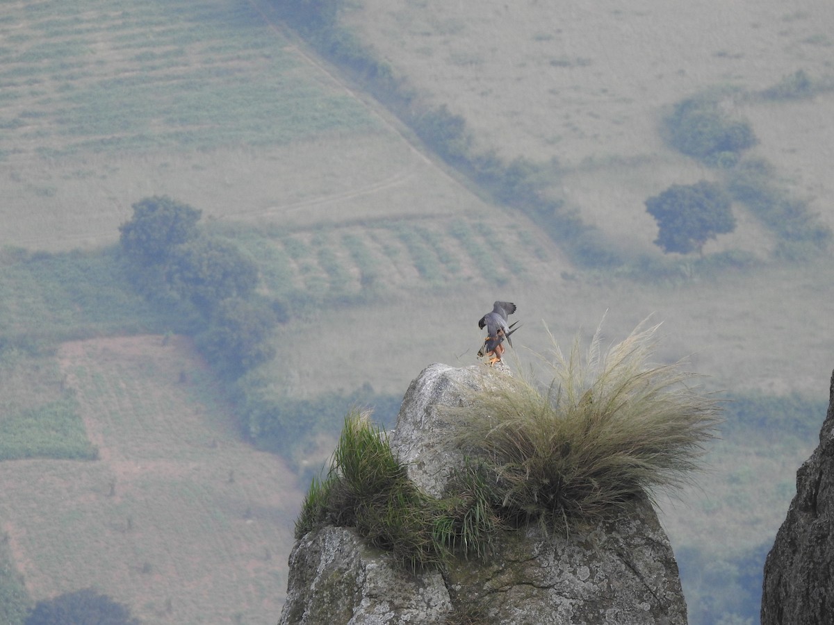 Peregrine Falcon (Shaheen) - ML505132731