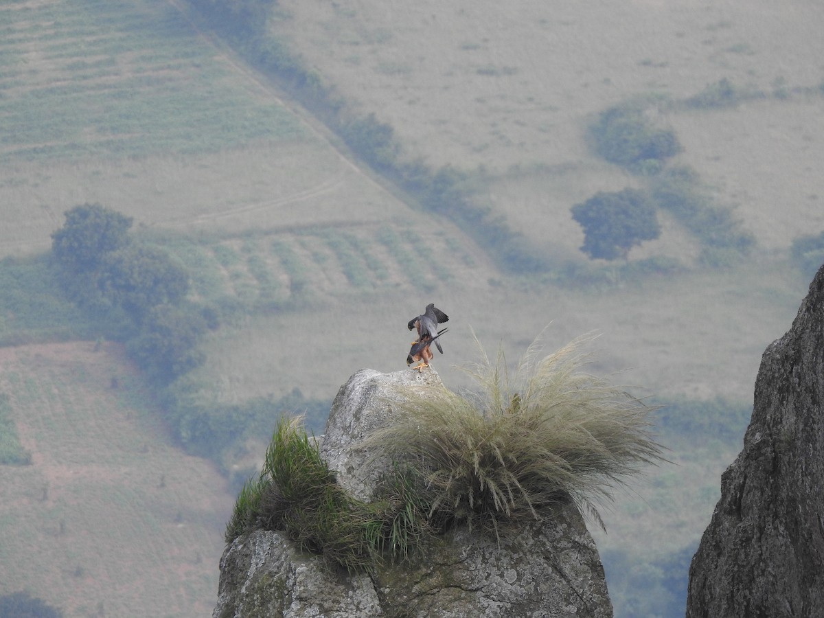 Peregrine Falcon (Shaheen) - ML505132741