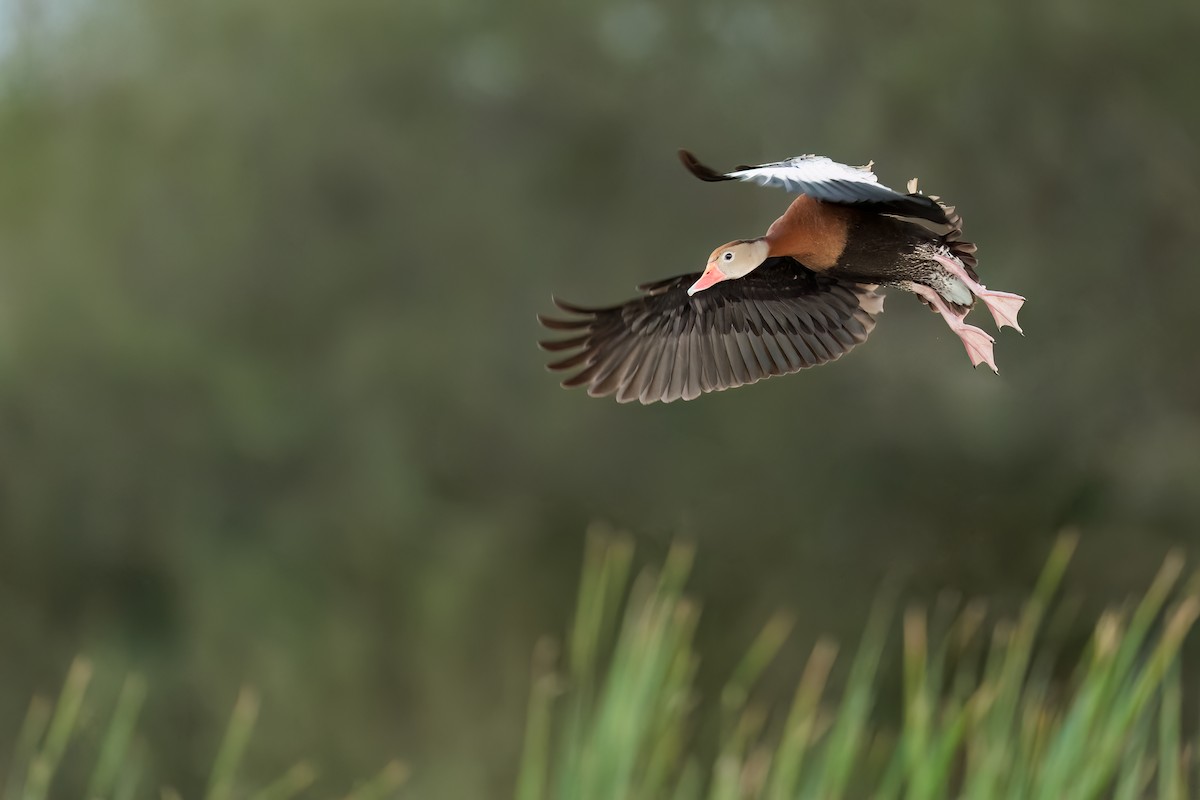 Black-bellied Whistling-Duck - ML505132811