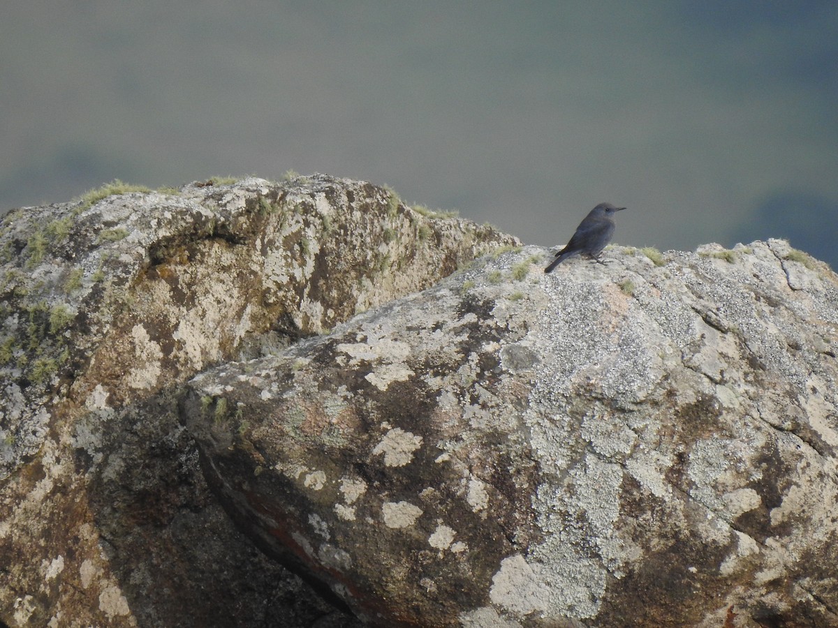 Blue Rock-Thrush - ML505133051