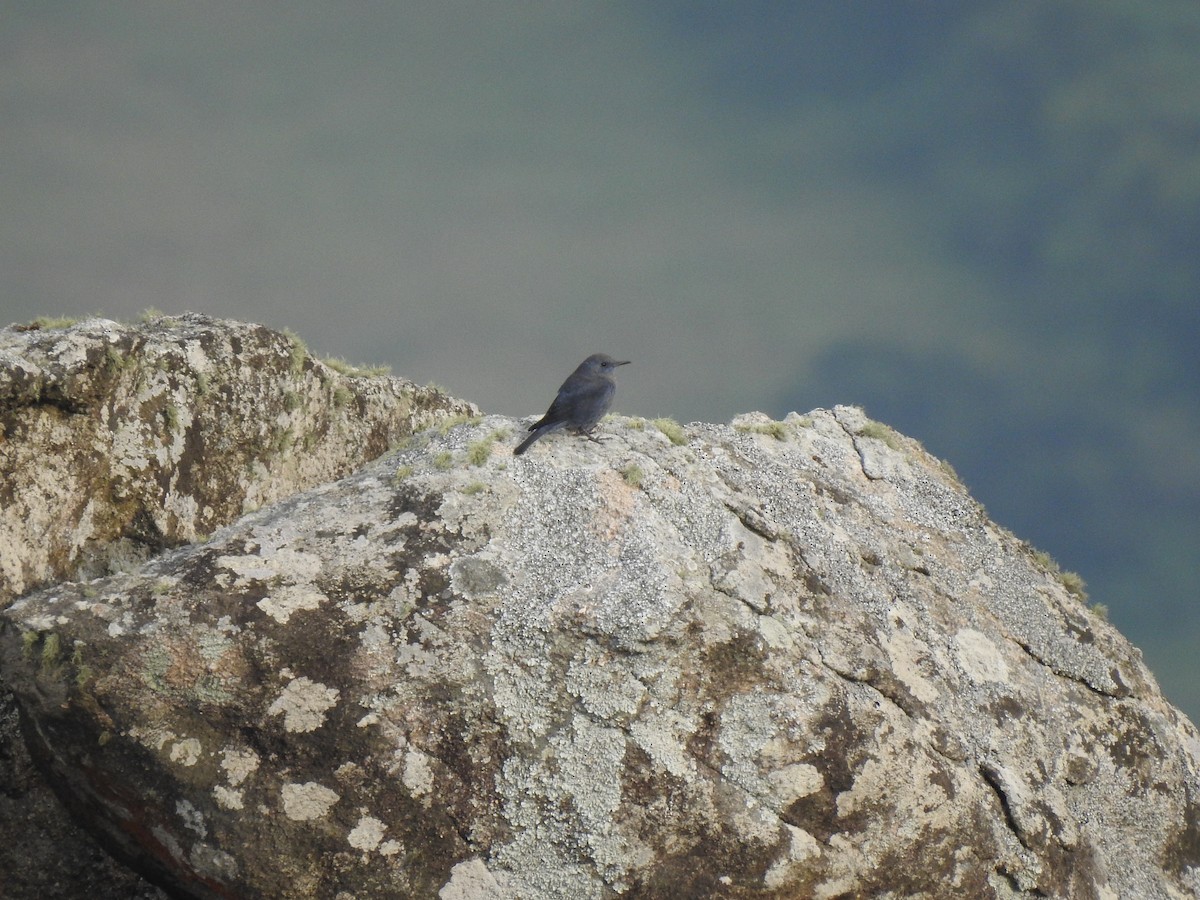 Blue Rock-Thrush - Suyash Sawant