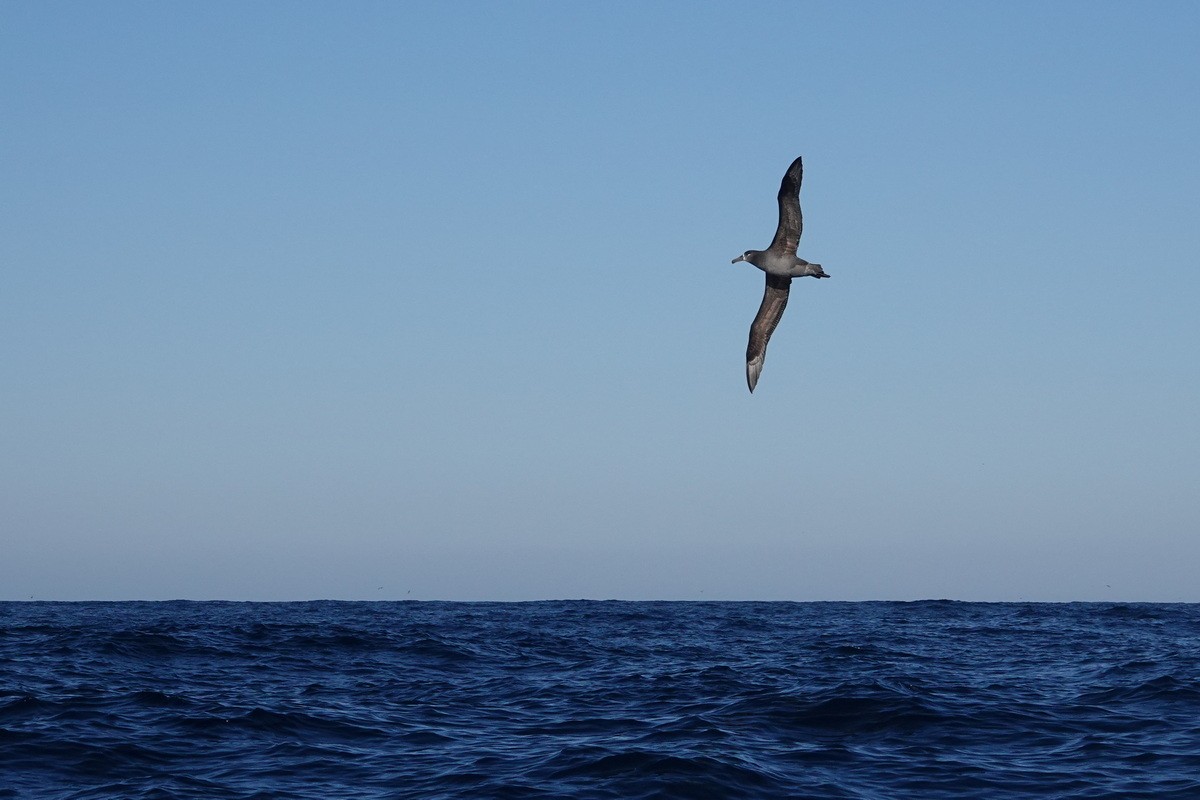 Albatros à pieds noirs - ML505133181